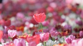 Desktop image. Flowers. ID:104201