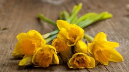 Desktop image. Flowers. ID:104374