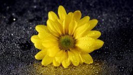 Desktop image. Flowers. ID:104525