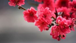Desktop image. Flowers. ID:148225