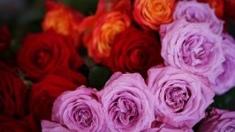 Desktop image. Flowers. ID:104805