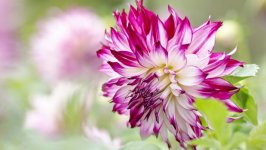 Desktop image. Flowers. ID:104909