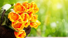 Desktop image. Flowers. ID:105040