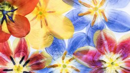 Desktop image. Flowers. ID:105094
