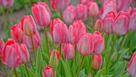 Desktop image. Flowers. ID:105114