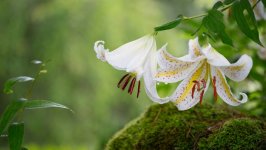 Desktop image. Flowers. ID:105126