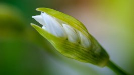 Desktop image. Flowers. ID:132792