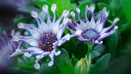 Desktop image. Flowers. ID:105257