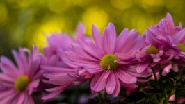 Desktop image. Flowers. ID:105259
