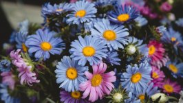 Desktop image. Flowers. ID:105320