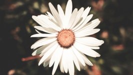 Desktop image. Flowers. ID:105344