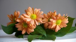 Desktop image. Flowers. ID:105381