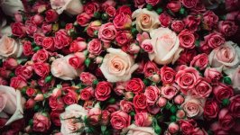 Desktop image. Flowers. ID:105411