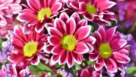 Desktop image. Flowers. ID:105531