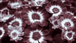 Desktop image. Flowers. ID:105553