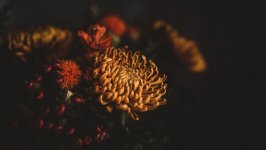 Desktop image. Flowers. ID:105557