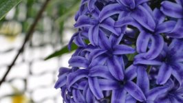 Desktop image. Flowers. ID:105608
