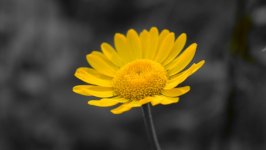 Desktop image. Flowers. ID:105629