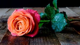 Desktop image. Flowers. ID:106012