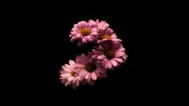 Desktop image. Flowers. ID:106013