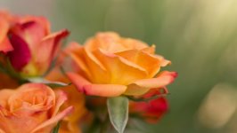 Desktop image. Flowers. ID:106179