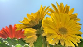 Desktop image. Flowers. ID:106213