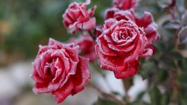 Desktop image. Flowers. ID:106229