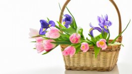 Desktop image. Flowers. ID:106254