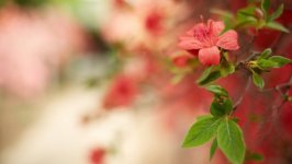 Desktop image. Flowers. ID:106255