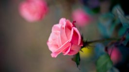 Desktop image. Flowers. ID:106295