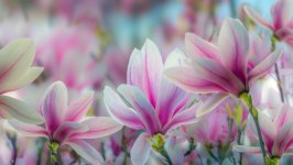 Desktop image. Flowers. ID:106590