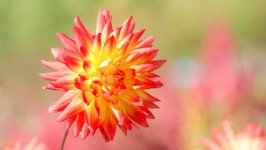 Desktop image. Flowers. ID:106775