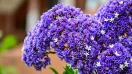 Desktop image. Flowers. ID:106863