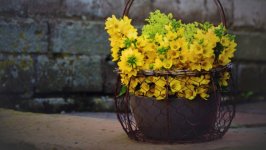 Desktop image. Flowers. ID:106864