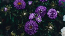 Desktop image. Flowers. ID:106972