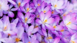 Desktop image. Flowers. ID:106978