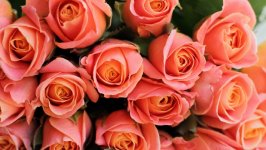 Desktop image. Flowers. ID:106995