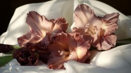 Desktop image. Flowers. ID:107001