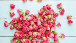 Desktop image. Flowers. ID:107165