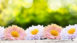 Desktop image. Flowers. ID:107321