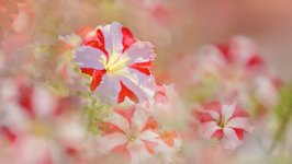 Desktop image. Flowers. ID:132736