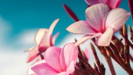 Desktop image. Flowers. ID:107573