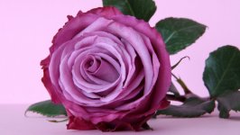 Desktop image. Flowers. ID:107621