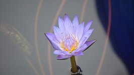 Desktop image. Flowers. ID:132571