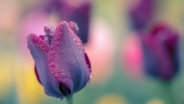 Desktop image. Flowers. ID:107784
