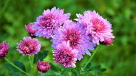 Desktop image. Flowers. ID:107785