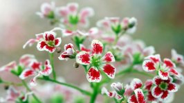 Desktop image. Flowers. ID:147312