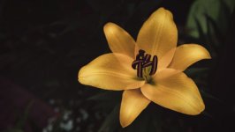 Desktop image. Flowers. ID:132497