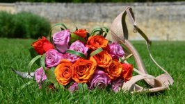 Desktop image. Flowers. ID:108345