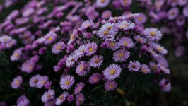 Desktop image. Flowers. ID:108550